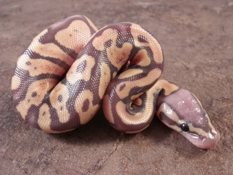 Hatchling5_0718112.jpg