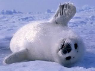 babyseal.jpg