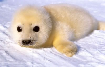 The image “http://i37.photobucket.com/albums/e90/vervegrrl/seals/Baby_seal.jpg” cannot be displayed, because it contains errors.