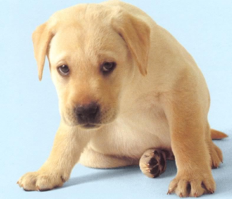 Labrador_Puppy.jpg