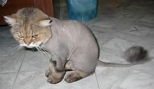 hairless_cat2.jpg