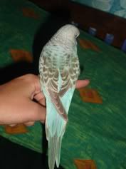 budgiebackJPG.jpg