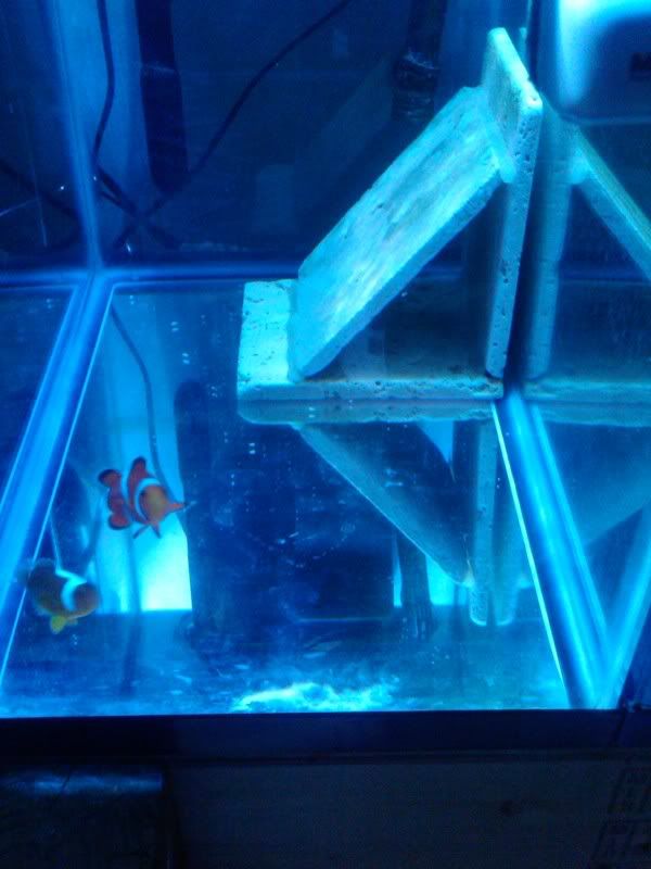 Thiellei Clownfish