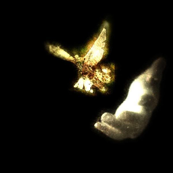 Virtual Peace Pictures, Images and Photos