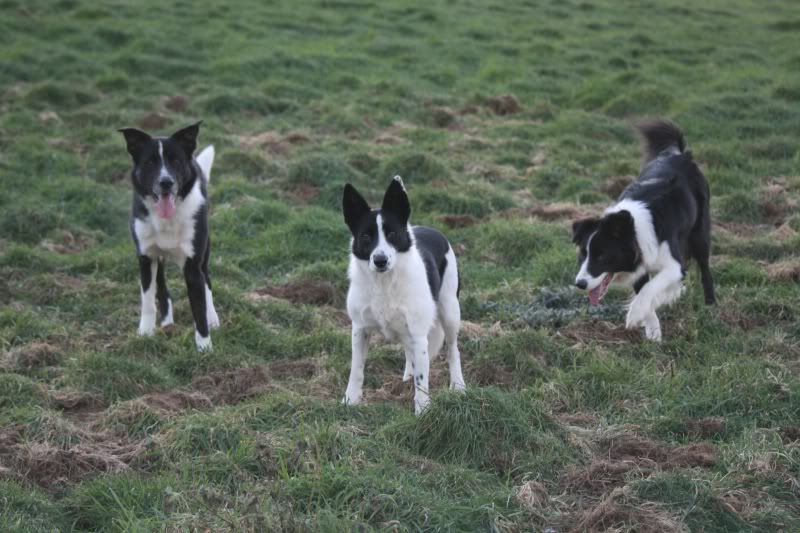 3collies.jpg