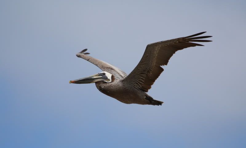 IMAGE: http://i37.photobucket.com/albums/e95/blah106/IMG_8151.jpg