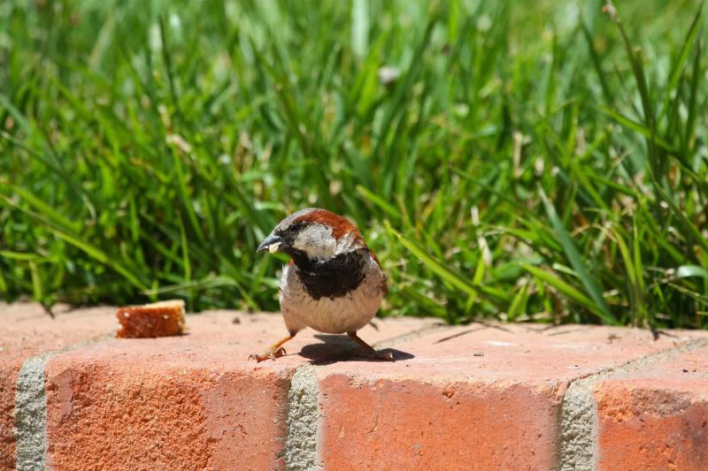 IMAGE: http://i37.photobucket.com/albums/e95/blah106/IMG_8465.jpg