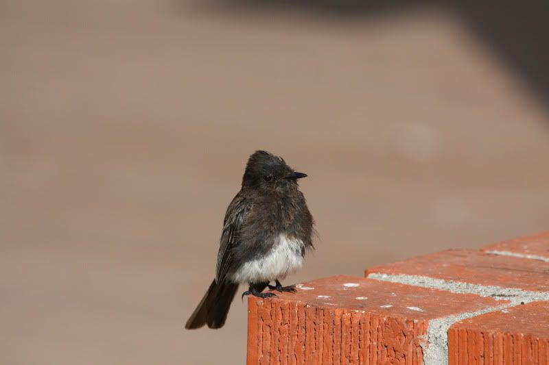 IMAGE: http://i37.photobucket.com/albums/e95/blah106/IMG_8659.jpg