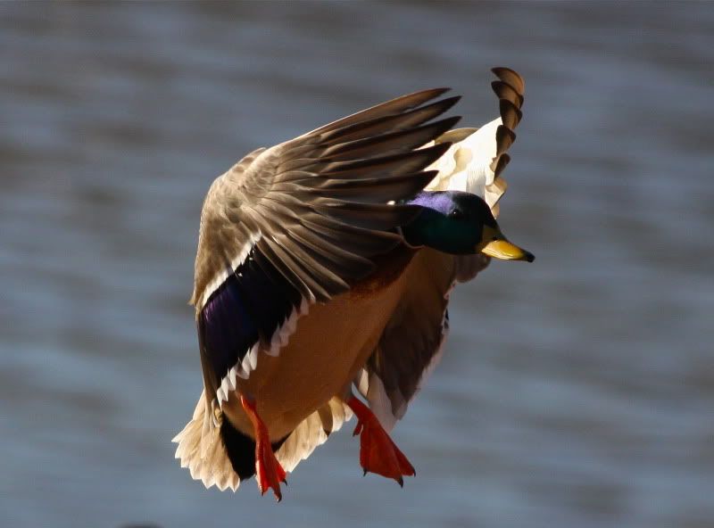 IMAGE: http://i37.photobucket.com/albums/e95/caddoalan/IMG_5663.jpg