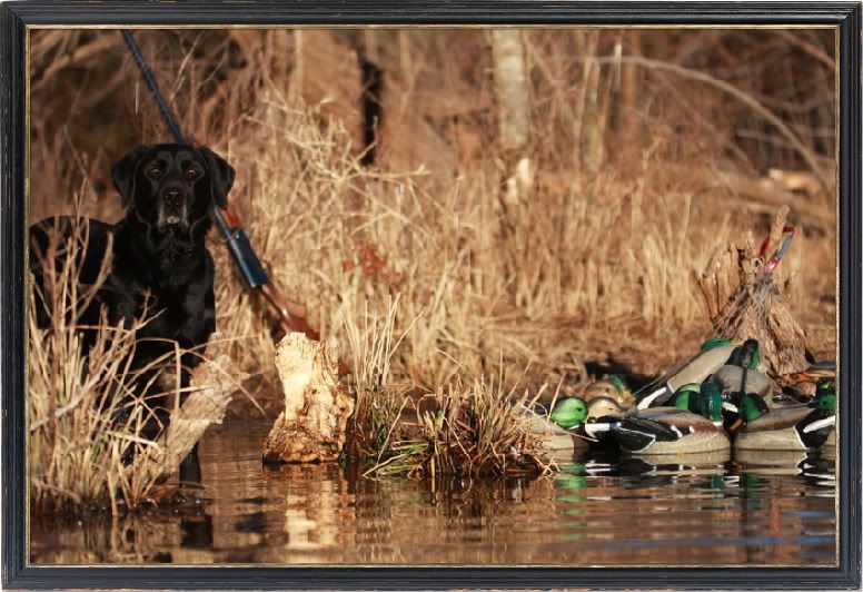 IMAGE: http://i37.photobucket.com/albums/e95/caddoalan/afm1-1.jpg