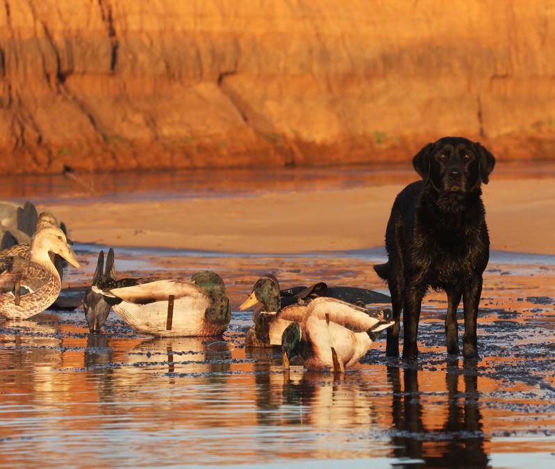 IMAGE: http://i37.photobucket.com/albums/e95/caddoalan/froze5.jpg