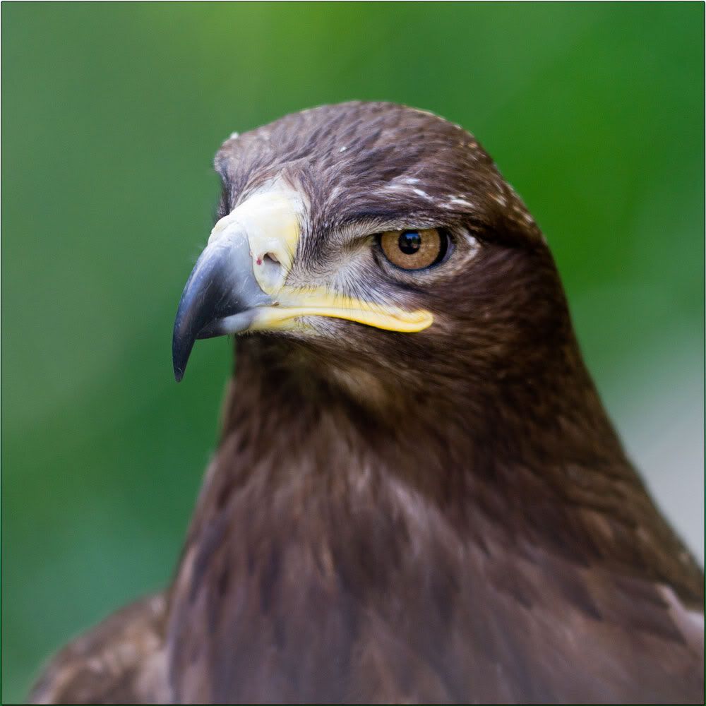 IMAGE: http://i37.photobucket.com/albums/e96/afalco/Animals/7_07680.jpg