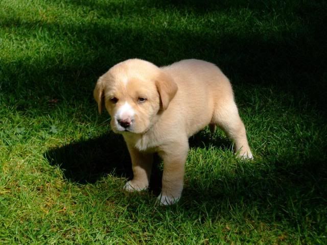 http://i37.photobucket.com/albums/e96/boarding087/pup3.jpg