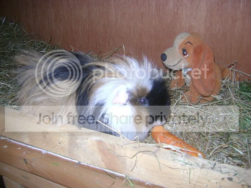 Elvis002.jpg
