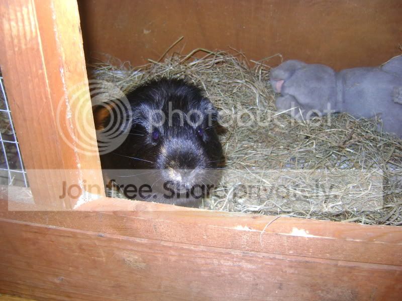 pigs001.jpg