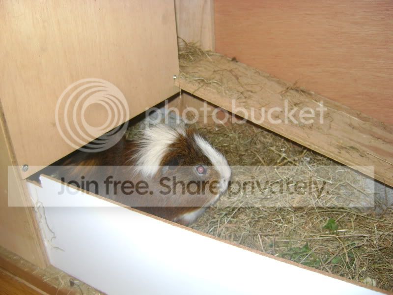 pigs003.jpg