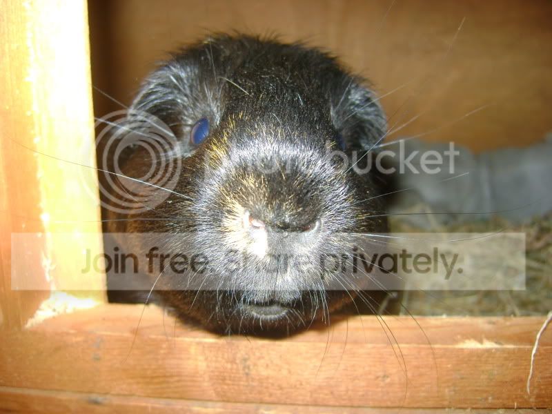 pigs004.jpg