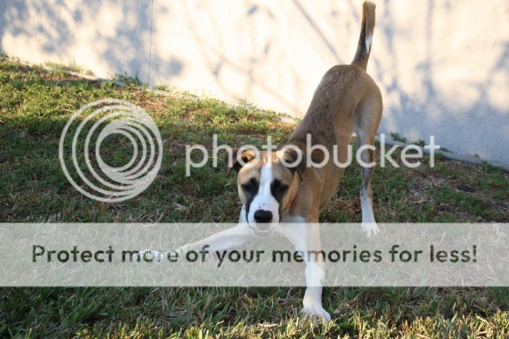 Our new...Greyhound Boxer Mix?