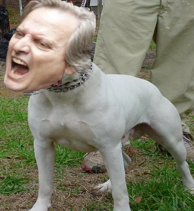 pitbull-1.jpg