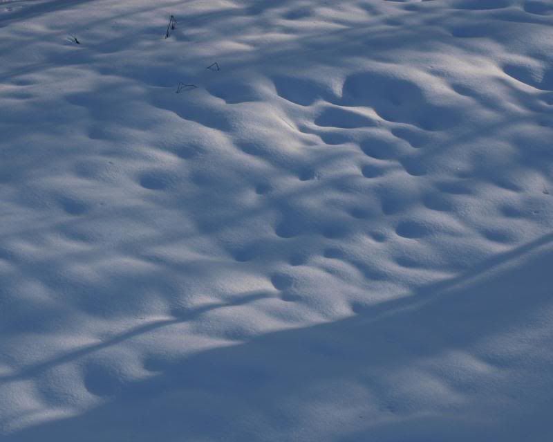 photo P4254165_zps1f1e2de5.jpg