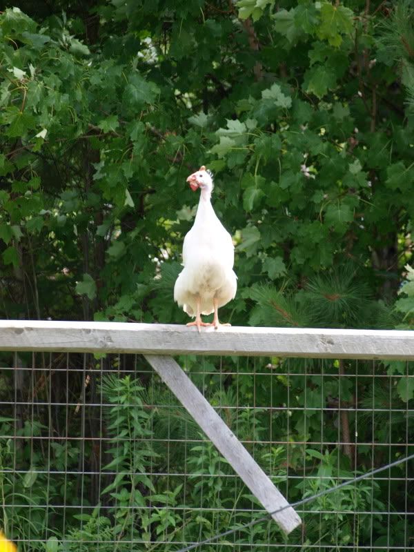 farm