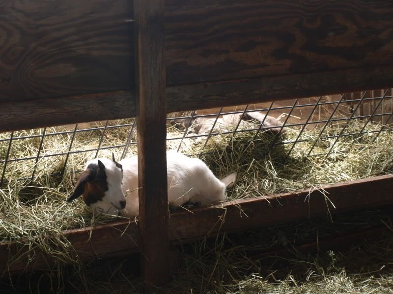 farm