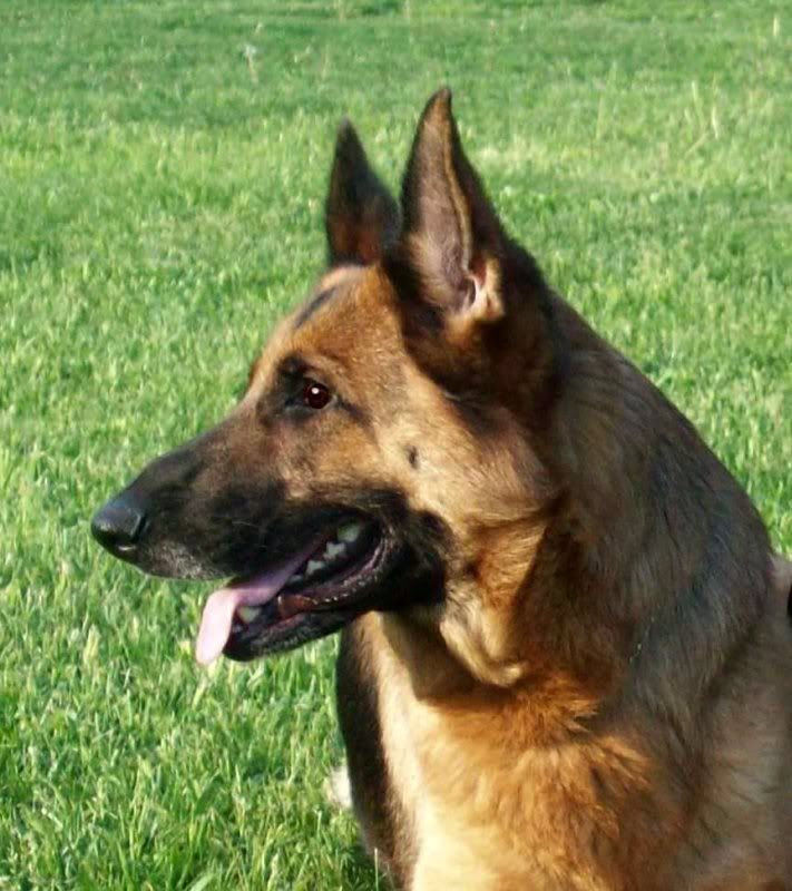 GSD headshots | Puppy Forum and Dog Forums