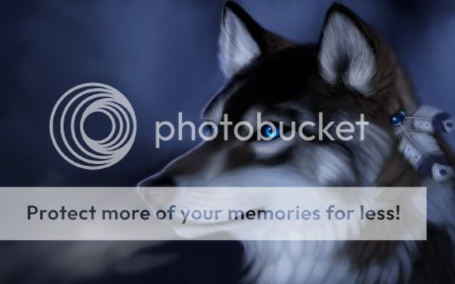 WOLF LOOKOUT Pictures, Images and Photos