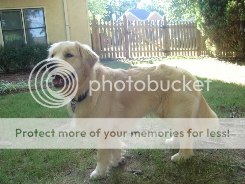 Merlin is almost 1 year old - some photos - Golden Retrievers : Golden ...