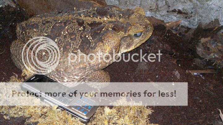 易拉酒兄,有关海蟾,我很疑惑!