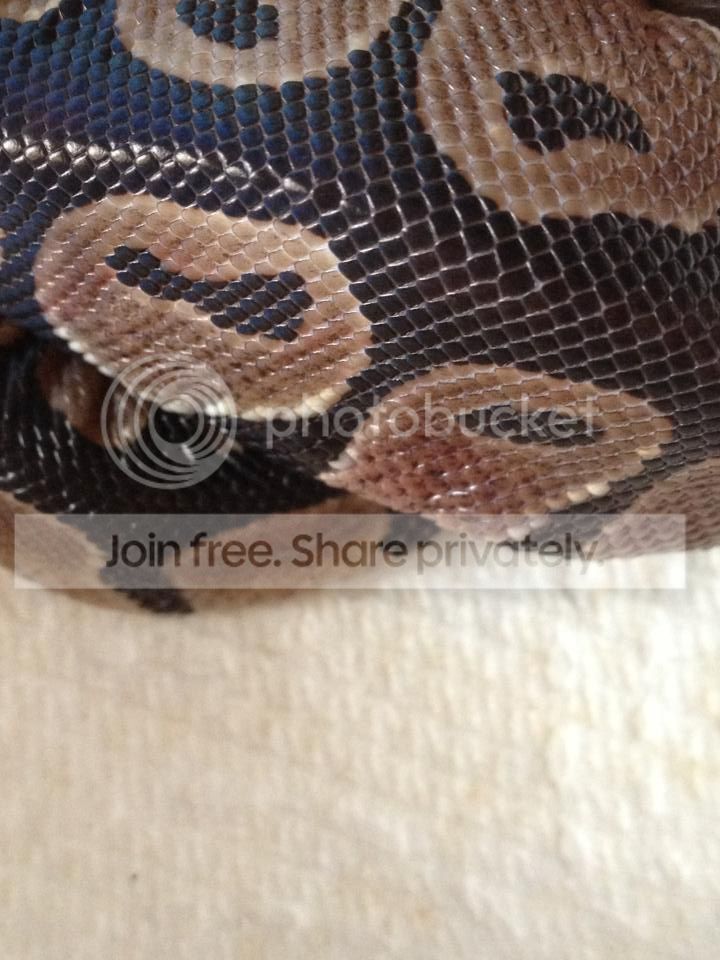 Help regarding royal python | Reptile Forums